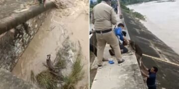 Dog Rescue Viral Video: Man Is Risking His Own Life To Save Dog