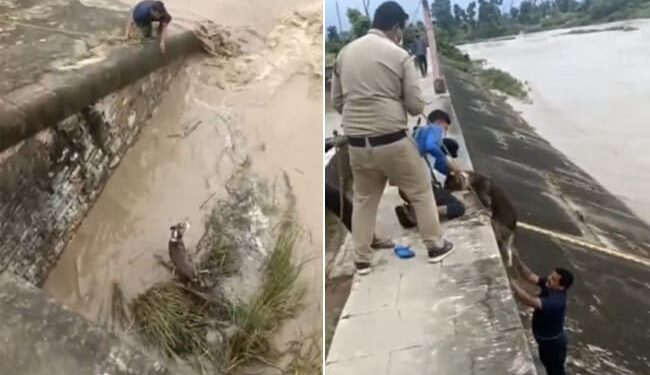 Dog Rescue Viral Video: Man Is Risking His Own Life To Save Dog