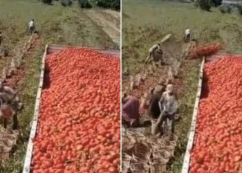 Tomatoes Are Being Loaded On Trolley: Desi Jugaad Technique Video Of Loading Tomatoes In Tractor Trolley Went Viral