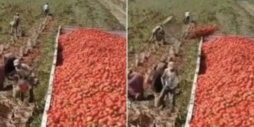 Tomatoes Are Being Loaded On Trolley: Desi Jugaad Technique Video Of Loading Tomatoes In Tractor Trolley Went Viral