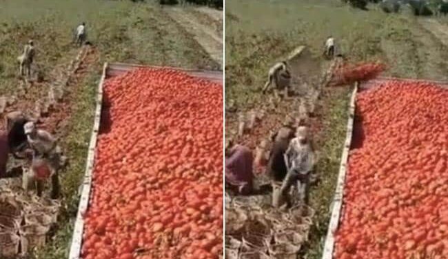 Tomatoes Are Being Loaded On Trolley: Desi Jugaad Technique Video Of Loading Tomatoes In Tractor Trolley Went Viral