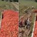 Tomatoes Are Being Loaded On Trolley: Desi Jugaad Technique Video Of Loading Tomatoes In Tractor Trolley Went Viral