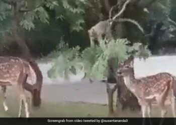 Monkey Bends Tree Branch To Help Deer Eat Leaves Internet Loves It Watch Viral Video – हिरण की भूख मिटाने के लिए बंदर ने की मदद, पेड़ की डाल पर लटककर जो किया, लोग बोले