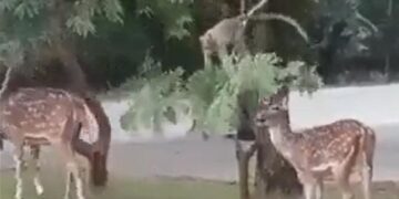 Monkey Bends Tree Branch To Help Deer Eat Leaves Internet Loves It Watch Viral Video – हिरण की भूख मिटाने के लिए बंदर ने की मदद, पेड़ की डाल पर लटककर जो किया, लोग बोले