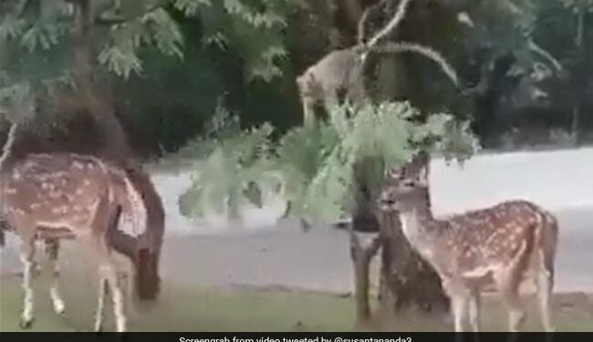 Monkey Bends Tree Branch To Help Deer Eat Leaves Internet Loves It Watch Viral Video – हिरण की भूख मिटाने के लिए बंदर ने की मदद, पेड़ की डाल पर लटककर जो किया, लोग बोले
