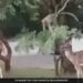 Monkey Bends Tree Branch To Help Deer Eat Leaves Internet Loves It Watch Viral Video – हिरण की भूख मिटाने के लिए बंदर ने की मदद, पेड़ की डाल पर लटककर जो किया, लोग बोले