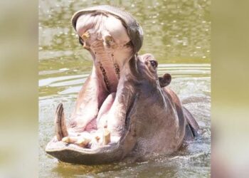 This Is A Miracle: Hippo Swallowed 2-year-old Child In Uganda, When Swallowed, The Child Came Out Alive