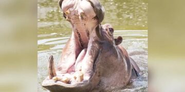 This Is A Miracle: Hippo Swallowed 2-year-old Child In Uganda, When Swallowed, The Child Came Out Alive