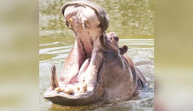 This Is A Miracle: Hippo Swallowed 2-year-old Child In Uganda, When Swallowed, The Child Came Out Alive