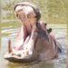 This Is A Miracle: Hippo Swallowed 2-year-old Child In Uganda, When Swallowed, The Child Came Out Alive