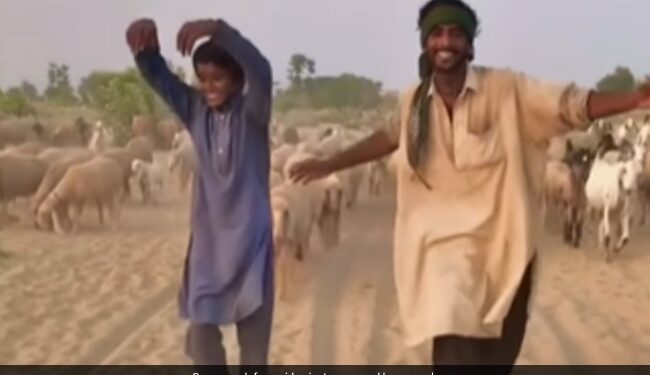 Trending Dance Video: Shepherd Dance Video On Bollywood Song Dulhe Raja Went Goes Viral On Social Media