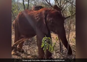 Baby Elephant Scratches Body In Funny Positions Internet Is All Hearts See Viral Video
