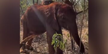 Baby Elephant Scratches Body In Funny Positions Internet Is All Hearts See Viral Video