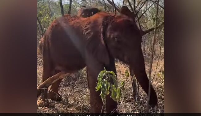 Baby Elephant Scratches Body In Funny Positions Internet Is All Hearts See Viral Video