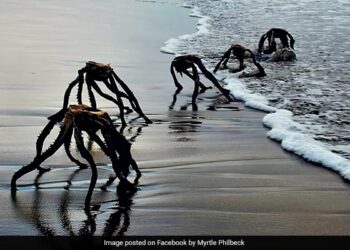 Aliens Were Seen Roaming On The Beach People Got Scared Then This Shocking Truth Revealed Read Here