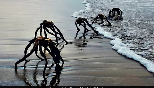Aliens Were Seen Roaming On The Beach People Got Scared Then This Shocking Truth Revealed Read Here
