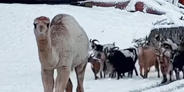 Camel Jumped Highly In The Air After Seeing Snow For The First Time Did Something With A Herd Of Goats See Viral Video