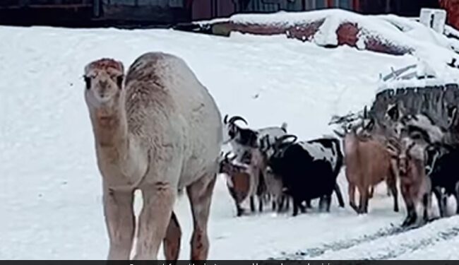 Camel Jumped Highly In The Air After Seeing Snow For The First Time Did Something With A Herd Of Goats See Viral Video