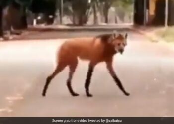 Mysterious Animal Walking On A Street Leaves Internet Stunned Says Maned Wolf See Viral Video
