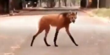 Mysterious Animal Walking On A Street Leaves Internet Stunned Says Maned Wolf See Viral Video