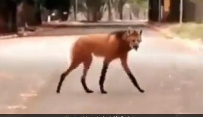 Mysterious Animal Walking On A Street Leaves Internet Stunned Says Maned Wolf See Viral Video