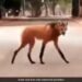 Mysterious Animal Walking On A Street Leaves Internet Stunned Says Maned Wolf See Viral Video