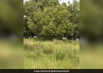 If You Are A Genius You Can Spot The Hidden Tigers At First Glance In This Pic