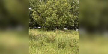 If You Are A Genius You Can Spot The Hidden Tigers At First Glance In This Pic