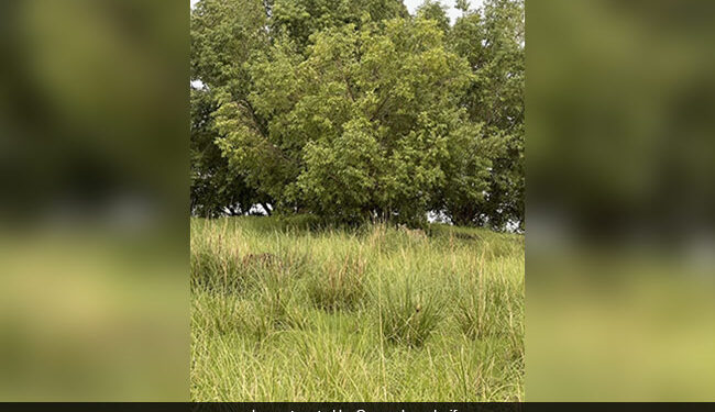 If You Are A Genius You Can Spot The Hidden Tigers At First Glance In This Pic