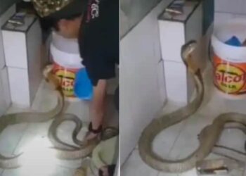 King Cobra Bathed In Cold Water In Winter: King Cobra Bath Video Viral On Social Media Reaction Of People