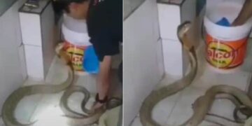 King Cobra Bathed In Cold Water In Winter: King Cobra Bath Video Viral On Social Media Reaction Of People