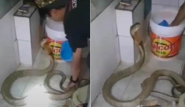 King Cobra Bathed In Cold Water In Winter: King Cobra Bath Video Viral On Social Media Reaction Of People
