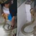 King Cobra Bathed In Cold Water In Winter: King Cobra Bath Video Viral On Social Media Reaction Of People