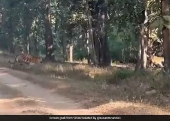 Tigress Crossing Road With Five Cubs Rare Sight Fascinates The Internet See Viral Video – बाघिन अपने 5 बच्चों के साथ सड़क पर जा रही थी, दुर्लभ नज़ारा देख मंत्रमुग्ध हुए लोग, कहा