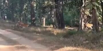Tigress Crossing Road With Five Cubs Rare Sight Fascinates The Internet See Viral Video – बाघिन अपने 5 बच्चों के साथ सड़क पर जा रही थी, दुर्लभ नज़ारा देख मंत्रमुग्ध हुए लोग, कहा