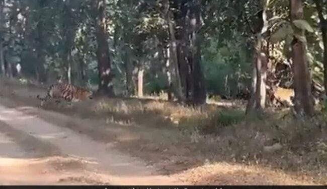 Tigress Crossing Road With Five Cubs Rare Sight Fascinates The Internet See Viral Video – बाघिन अपने 5 बच्चों के साथ सड़क पर जा रही थी, दुर्लभ नज़ारा देख मंत्रमुग्ध हुए लोग, कहा