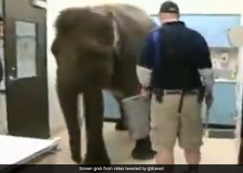 Elephant Undergoes X Ray Procedure In Hospital In The Most Patient Way Internet Is Amazed See Viral Video