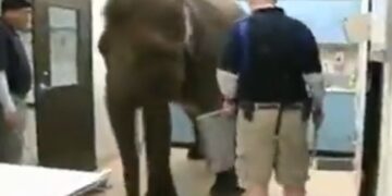 Elephant Undergoes X Ray Procedure In Hospital In The Most Patient Way Internet Is Amazed See Viral Video
