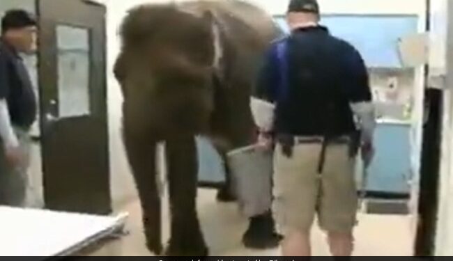 Elephant Undergoes X Ray Procedure In Hospital In The Most Patient Way Internet Is Amazed See Viral Video