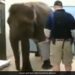 Elephant Undergoes X Ray Procedure In Hospital In The Most Patient Way Internet Is Amazed See Viral Video