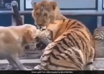 Dog Attack On Tiger Scratched His Mouth Tiger Hits Paw Then What Happened Next See Shocking Viral Video