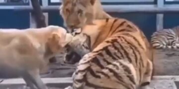 Dog Attack On Tiger Scratched His Mouth Tiger Hits Paw Then What Happened Next See Shocking Viral Video