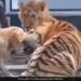 Dog Attack On Tiger Scratched His Mouth Tiger Hits Paw Then What Happened Next See Shocking Viral Video