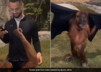 The Monkey First Took Off The Mans Jacket And Then Wore It, People Said – Now He Will Charge A Week From Humans – बंदर ने पहले शख्स की जैकेट उतारी फिर पहन ली, लोगों ने कहा