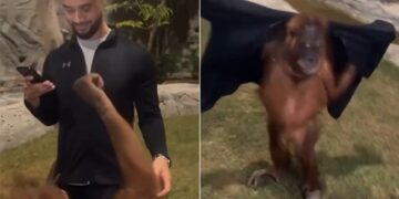 The Monkey First Took Off The Mans Jacket And Then Wore It, People Said – Now He Will Charge A Week From Humans – बंदर ने पहले शख्स की जैकेट उतारी फिर पहन ली, लोगों ने कहा