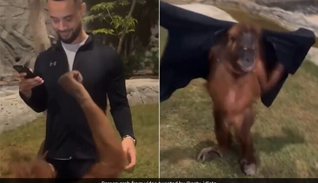 The Monkey First Took Off The Mans Jacket And Then Wore It, People Said – Now He Will Charge A Week From Humans – बंदर ने पहले शख्स की जैकेट उतारी फिर पहन ली, लोगों ने कहा