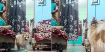 Woman Plays Hide And Seek With Pet Dog Harsh Goenka Loves It See Adorable Viral Video