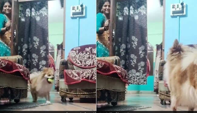 Woman Plays Hide And Seek With Pet Dog Harsh Goenka Loves It See Adorable Viral Video