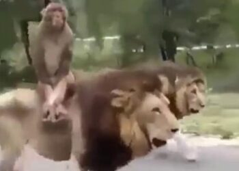 The Monkey Surprised Everyone By Riding A Lion, Watching The Video People Said – He Is Not Afraid Of Death – शेर की सवारी कर बंदर ने सबको चौंका दिया, वीडियो देख लोगों ने कहा