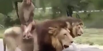 The Monkey Surprised Everyone By Riding A Lion, Watching The Video People Said – He Is Not Afraid Of Death – शेर की सवारी कर बंदर ने सबको चौंका दिया, वीडियो देख लोगों ने कहा